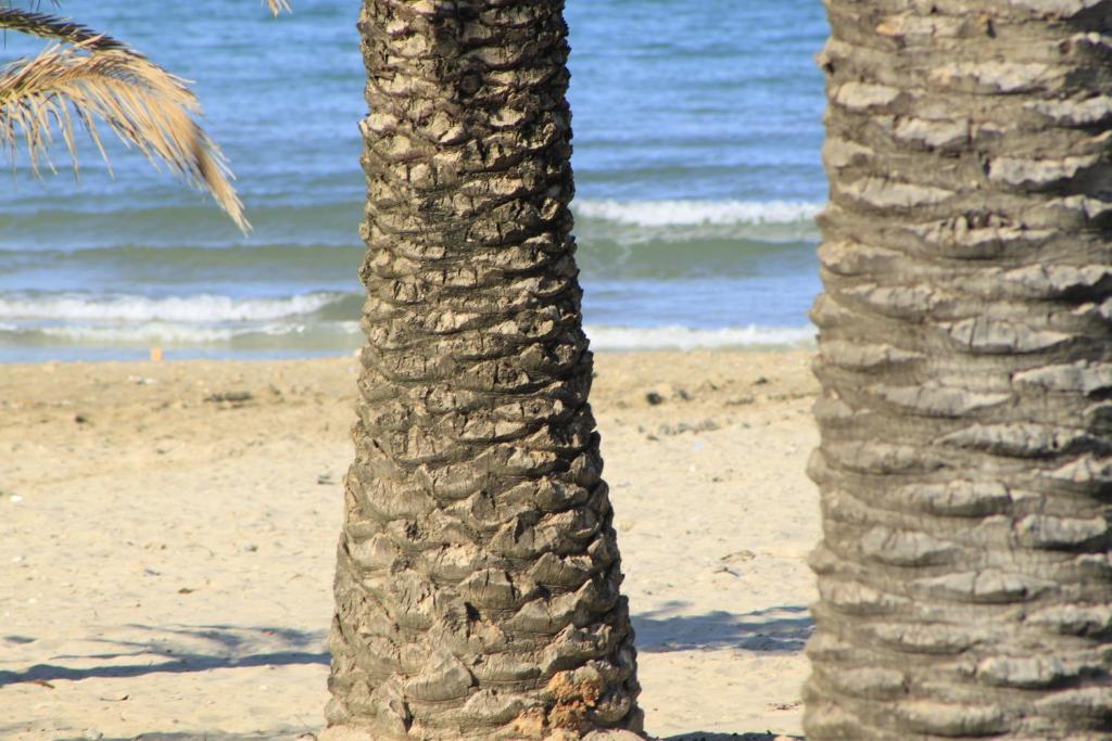 Hotel Cristall San Benedetto del Tronto Dış mekan fotoğraf
